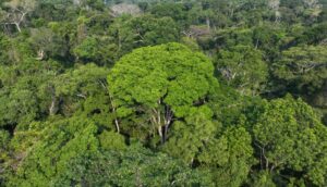 governador-gladson-cameli-apresenta-proposta-na-aleac-para-integrar-orcamento-publico-a-agenda-climatica